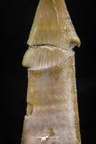 06136 - Beautiful 1.61 Inch Rooted Schizorhiza Rostral Tooth Cretaceous Sawfish