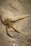 22216 - Superb Mortality Plate 8 OPHIURA SP Brittlestars Upper Ordovician Ktaoua Fm
