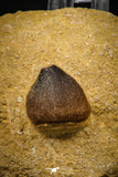 06966 - Nicely Preserved 0.87 Inch Globidens phosphaticus (Mosasaur) Tooth on Matrix Cretaceous