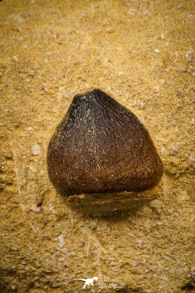 06966 - Nicely Preserved 0.87 Inch Globidens phosphaticus (Mosasaur) Tooth on Matrix Cretaceous