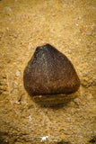 06966 - Nicely Preserved 0.87 Inch Globidens phosphaticus (Mosasaur) Tooth on Matrix Cretaceous