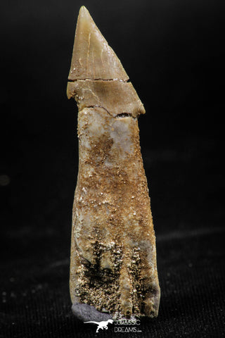 06137 - Beautiful 1.70 Inch Rooted Schizorhiza Rostral Tooth Cretaceous Sawfish