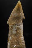 06137 - Beautiful 1.70 Inch Rooted Schizorhiza Rostral Tooth Cretaceous Sawfish