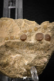 06967 - Top Beautiful 1.60" Phacodus Dental Plate in Natural Matrix Late Cretaceous
