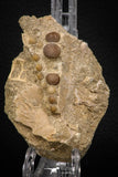 06967 - Top Beautiful 1.60" Phacodus Dental Plate in Natural Matrix Late Cretaceous
