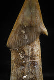 06138 - Beautiful 1.37 Inch Rooted Schizorhiza Rostral Tooth Cretaceous Sawfish