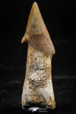 06138 - Beautiful 1.37 Inch Rooted Schizorhiza Rostral Tooth Cretaceous Sawfish