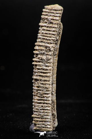 06139 - Beautiful 1.66 Inch Myliobatis Stingray Dental Plate Paleocene