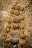 06968 - Top Beautiful 1.83 inch Phacodus Dental Plate in Natural Matrix Late Cretaceous