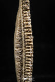 06139 - Beautiful 1.66 Inch Myliobatis Stingray Dental Plate Paleocene
