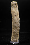 06139 - Beautiful 1.66 Inch Myliobatis Stingray Dental Plate Paleocene