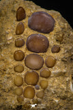 06969 - Top Beautiful 1.55 inch Phacodus Dental Plate in Natural Matrix Late Cretaceous