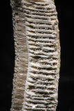 06140 - Nice 1.04 Inch Myliobatis Stingray Dental Plate Paleocene