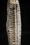 06140 - Nice 1.04 Inch Myliobatis Stingray Dental Plate Paleocene