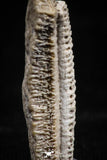 06140 - Nice 1.04 Inch Myliobatis Stingray Dental Plate Paleocene