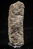 06140 - Nice 1.04 Inch Myliobatis Stingray Dental Plate Paleocene