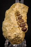 06970 - Top Beautiful 1.72 inch Phacodus Dental Plate in Natural Matrix Late Cretaceous