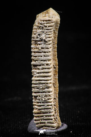 06141 - Well Preserved 1.09 Inch Myliobatis Stingray Dental Plate Paleocene