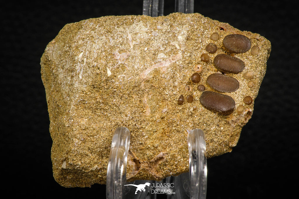 06971 - Top Beautiful 0.93 inch Phacodus Dental Plate in Natural Matrix Late Cretaceous
