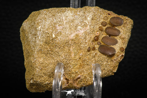 06971 - Top Beautiful 0.93 inch Phacodus Dental Plate in Natural Matrix Late Cretaceous