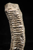 06142 - Nice 1.12 Inch Myliobatis Stingray Dental Plate Paleocene