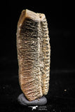 06142 - Nice 1.12 Inch Myliobatis Stingray Dental Plate Paleocene