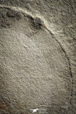 22220 - Top Rare 11.46 inch Eldonia sp. Ordovician Jellyfish