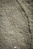 22220 - Top Rare 11.46 inch Eldonia sp. Ordovician Jellyfish