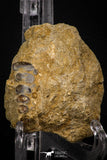 06972 - Top Beautiful 1.46 inch Phacodus Dental Plate in Natural Matrix Late Cretaceous