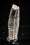 06143 - Beautiful 1.02 Inch Myliobatis Stingray Dental Plate Paleocene