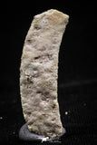 06143 - Beautiful 1.02 Inch Myliobatis Stingray Dental Plate Paleocene