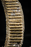 06144 - Great 1.10 Inch Myliobatis Stingray Dental Plate Paleocene