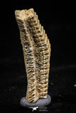 06144 - Great 1.10 Inch Myliobatis Stingray Dental Plate Paleocene
