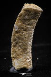 06144 - Great 1.10 Inch Myliobatis Stingray Dental Plate Paleocene