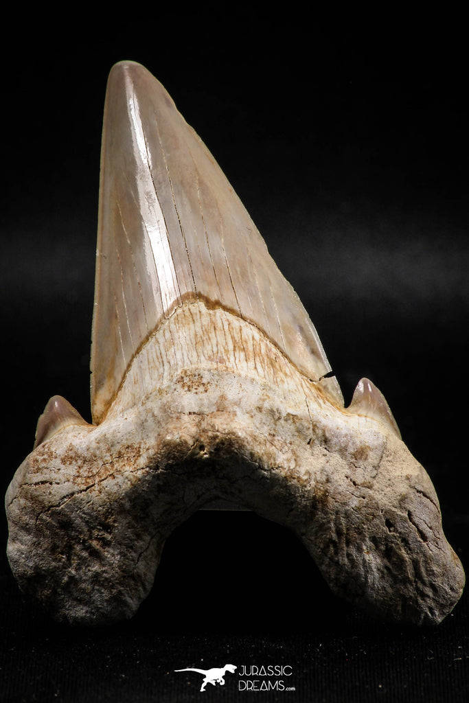 06144 - Top Huge 3.24 Inch OTODUS OBLIQUUS (mackerel shark) Tooth Paleocene