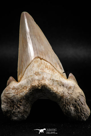 06144 - Top Huge 3.24 Inch OTODUS OBLIQUUS (mackerel shark) Tooth Paleocene