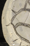 22224 - Top Huge Cut and Polished 6.61 Inch Septarian Nodule from South Morocco