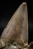 06144 - Top Huge 3.24 Inch OTODUS OBLIQUUS (mackerel shark) Tooth Paleocene