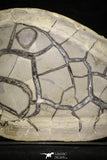22224 - Top Huge Cut and Polished 6.61 Inch Septarian Nodule from South Morocco