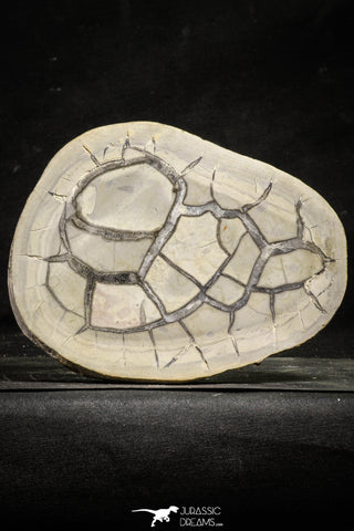22225 - Top Huge Cut and Polished 6.73 Inch Septarian Nodule from South Morocco