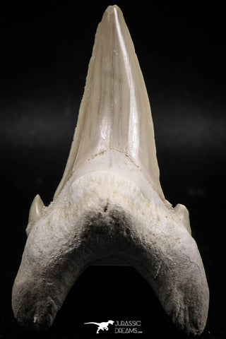06145 - Top Huge 2.93 Inch OTODUS OBLIQUUS (mackerel shark) Tooth Paleocene