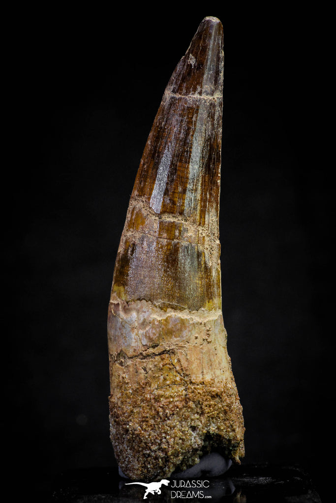 20805 - Well Preserved 3.16 Inch Spinosaurus Dinosaur Tooth Cretaceous
