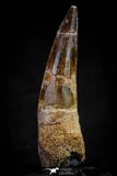 20805 - Well Preserved 3.16 Inch Spinosaurus Dinosaur Tooth Cretaceous