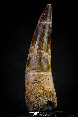 20805 - Well Preserved 3.16 Inch Spinosaurus Dinosaur Tooth Cretaceous