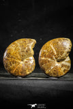 22226 - Nice Collection of 2 Agatized & Polished Cleoniceras sp Lower Cretaceous Ammonite Madagascar