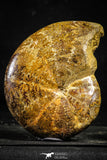 22226 - Nice Collection of 2 Agatized & Polished Cleoniceras sp Lower Cretaceous Ammonite Madagascar