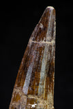 20805 - Well Preserved 3.16 Inch Spinosaurus Dinosaur Tooth Cretaceous