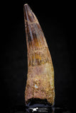 20805 - Well Preserved 3.16 Inch Spinosaurus Dinosaur Tooth Cretaceous