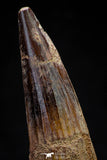 20805 - Well Preserved 3.16 Inch Spinosaurus Dinosaur Tooth Cretaceous