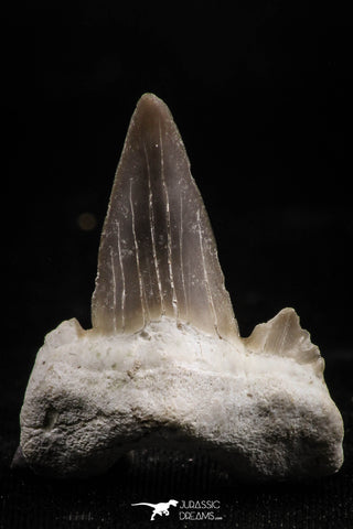 06146 - Top Huge 1.21 Inch OTODUS OBLIQUUS (mackerel shark) Tooth Paleocene